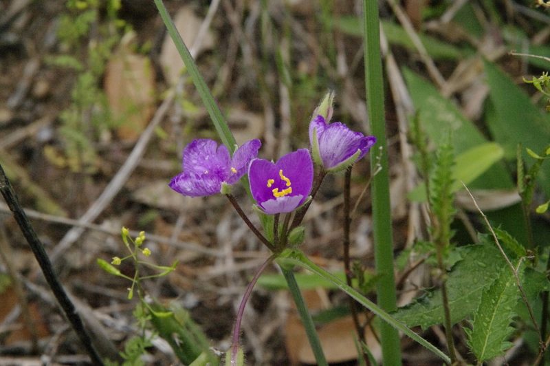 Tradescantia pedicellata, photographed by Eric Knight