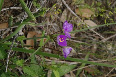 Tradescantia pedicellata, photographed by Eric Knight