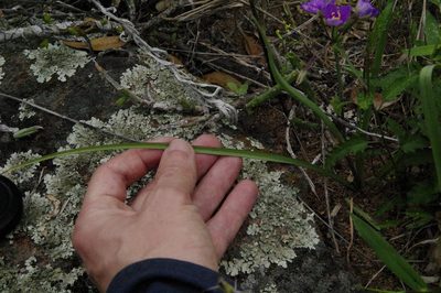 Tradescantia pedicellata, photographed by Eric Knight