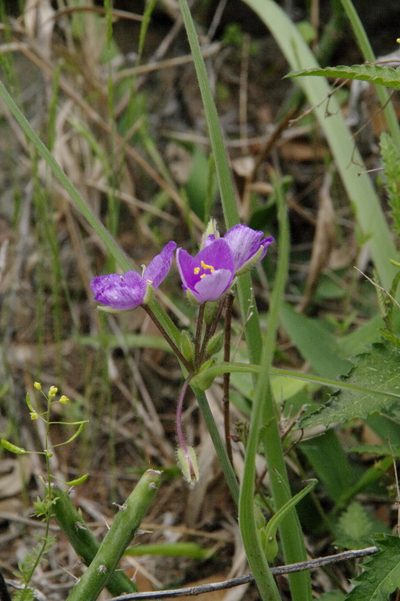 Tradescantia pedicellata, photographed by Eric Knight