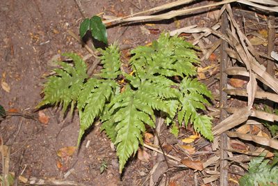 Tectaria mexicana, photographed by Viacheslav Shalisko