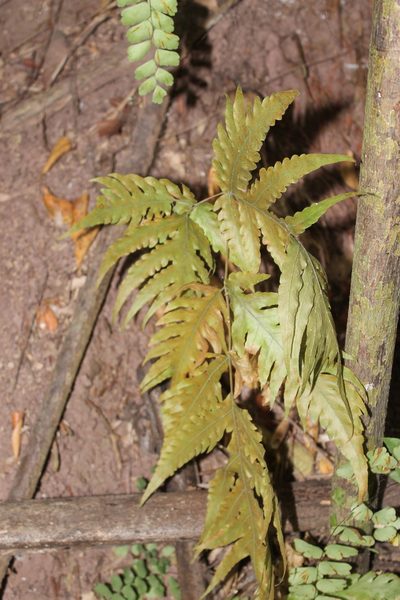 Tectaria mexicana, photographed by Viacheslav Shalisko