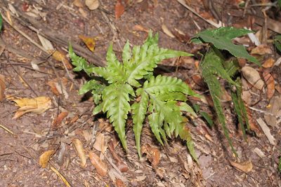 Tectaria mexicana, photographed by Viacheslav Shalisko