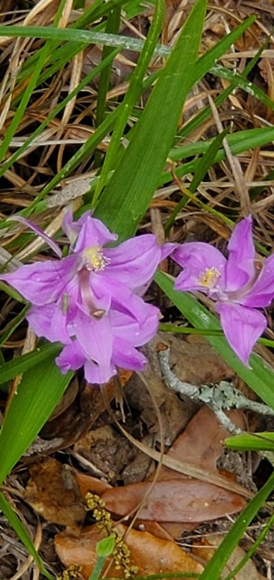 Calopogon oklahomensis, photographed by Ayla