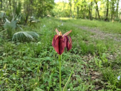 Iris fulva, photographed by Philip Vanbergen