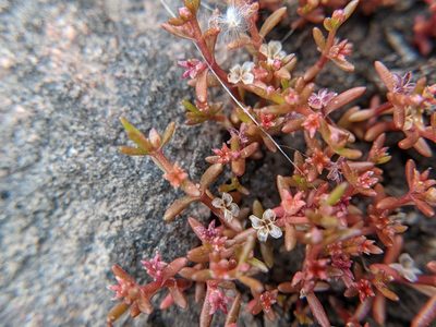 Crassula aquatica, photographed by Eric Knight