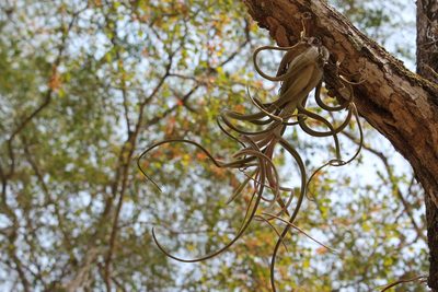 Tillandsia caput-medusae, photographed by Viacheslav Shalisko