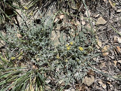 Lomatium observatorium, photographed by Dee Shea Himes