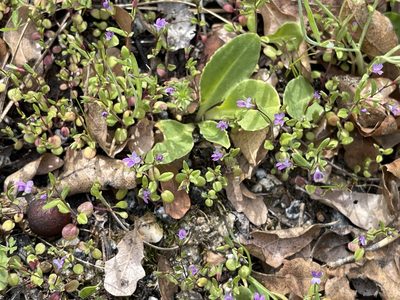 Collinsia sparsiflora, photographed by Dee Shea Himes