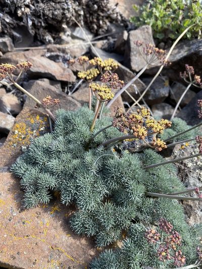 Lomatium tuberosum, photographed by Matt Berger