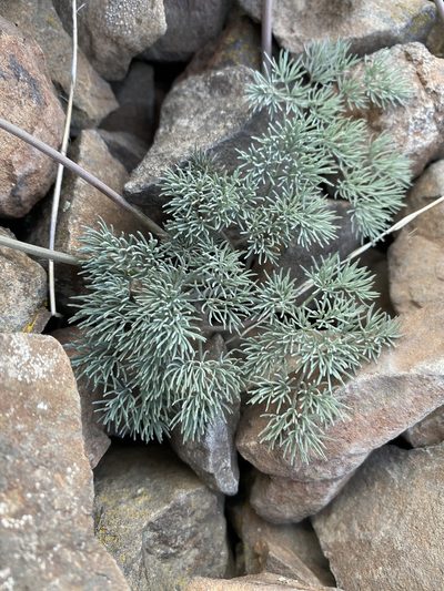 Lomatium tuberosum, photographed by Matt Berger