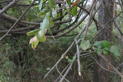 Ziziphus rugosa, photographed by Dinesh Valke