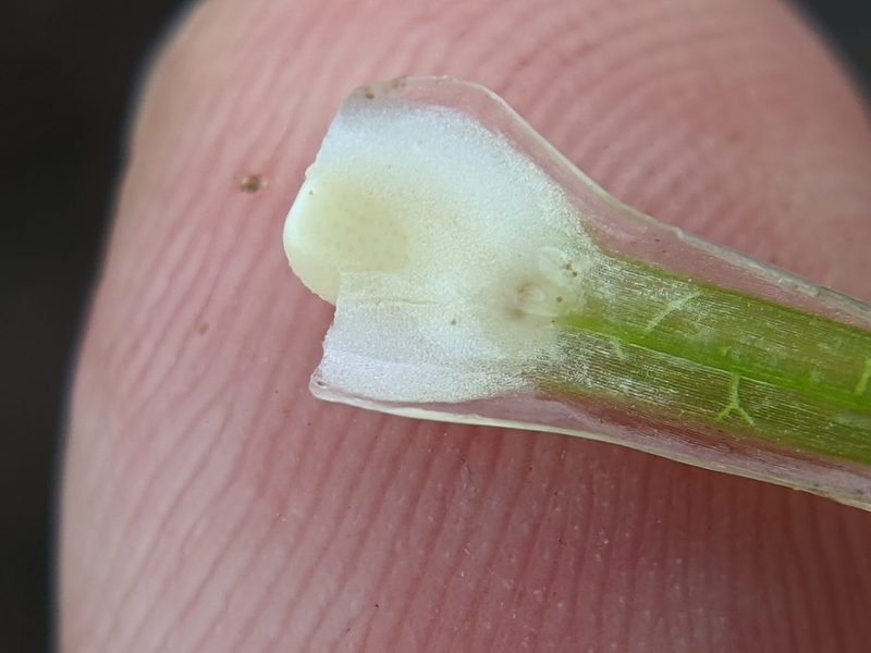 Isoetes lithophila, photographed by Eric Knight