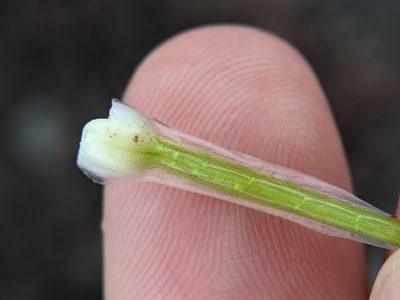 Isoetes lithophila, photographed by Eric Knight