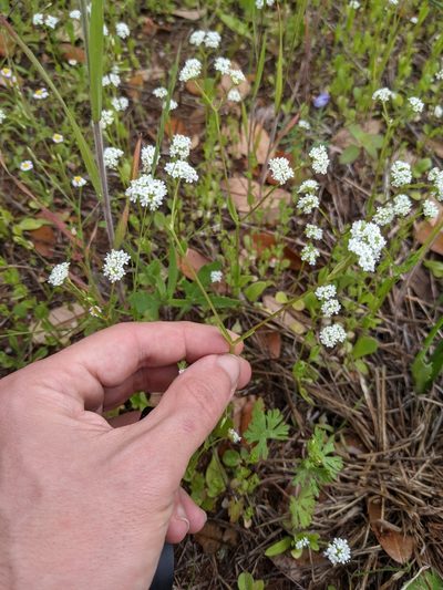Valeriana edwardsensis, photographed by Eric Knight