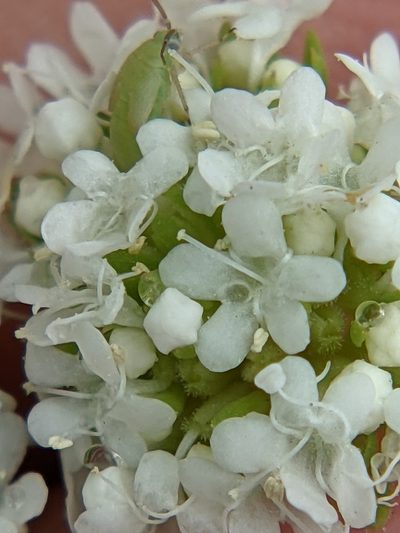 Valeriana edwardsensis, photographed by Eric Knight