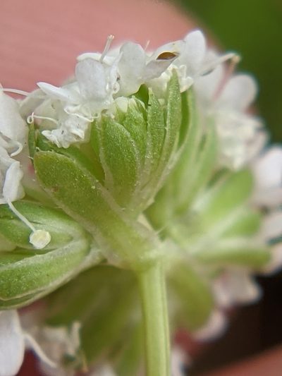 Valeriana edwardsensis, photographed by Eric Knight