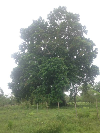 Anacardium excelsum, photographed by Jorge I. Merchán Mayorga