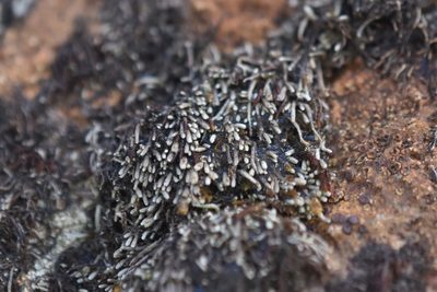Gymnomitrion obtusum, photographed by Braden J. Judson