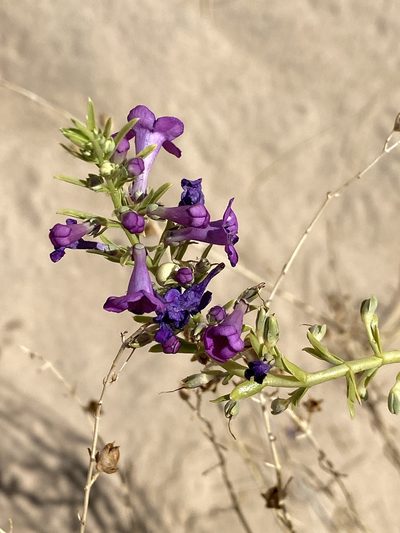 Penstemon thurberi, photographed by Kyle Nessen