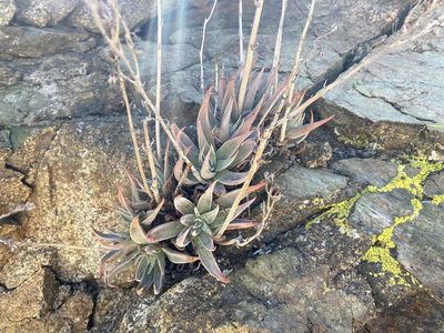 Dudleya saxosa, photographed by Kyle Nessen