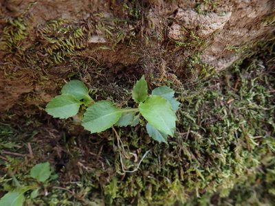 Campanula scouleri, photographed by Ellyne Geurts