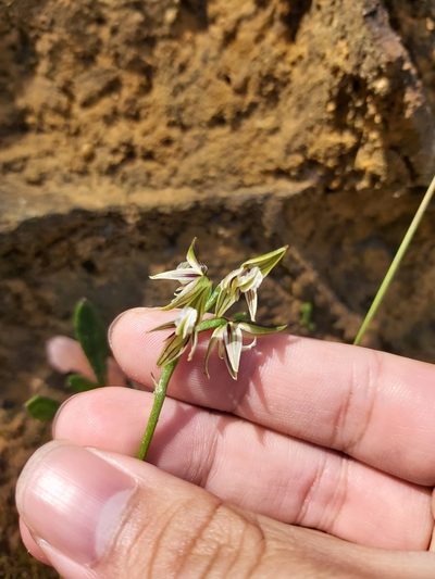 Prasophyllum striatum, photographed by Tim