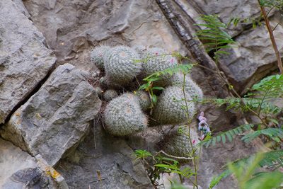 Mammillaria geminispina, photographed by Frank Sengpiel