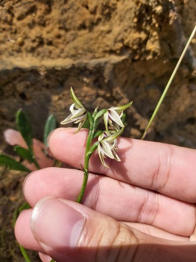 Prasophyllum striatum, photographed by Tim