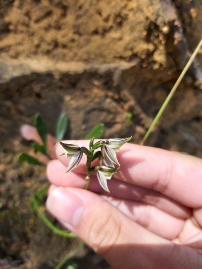 Prasophyllum striatum, photographed by Tim