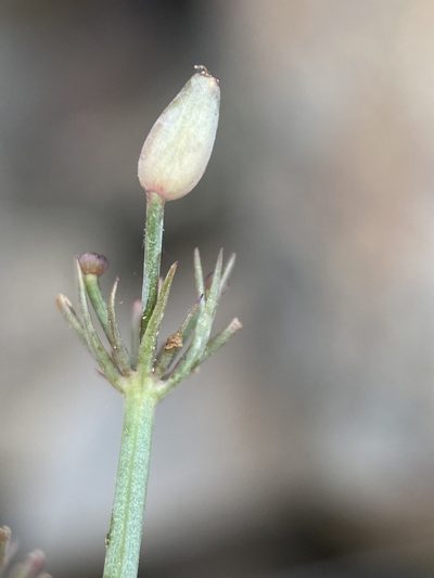 Lomatium tuberosum, photographed by Matt Berger