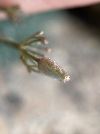 Lomatium tuberosum, photographed by Matt Berger