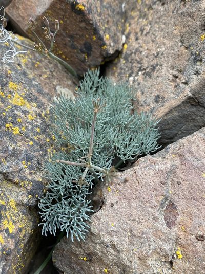 Lomatium tuberosum, photographed by Matt Berger