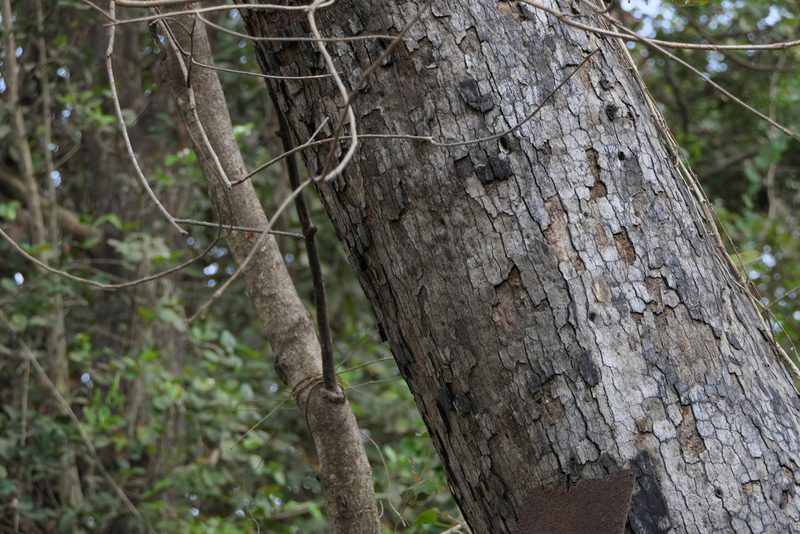 Diospyros melanoxylon, photographed by Dinesh Valke