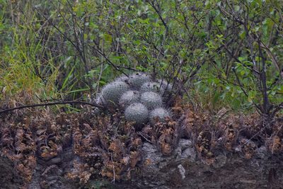 Mammillaria geminispina, photographed by Frank Sengpiel