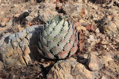 Agave guadalajarana, photographed by alejandrozab