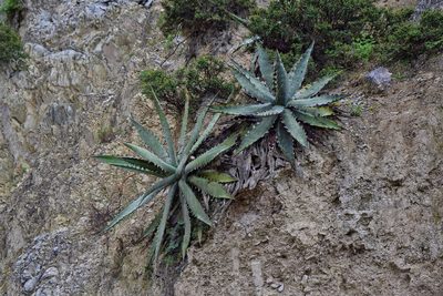 Agave xylonacantha, photographed by Frank Sengpiel