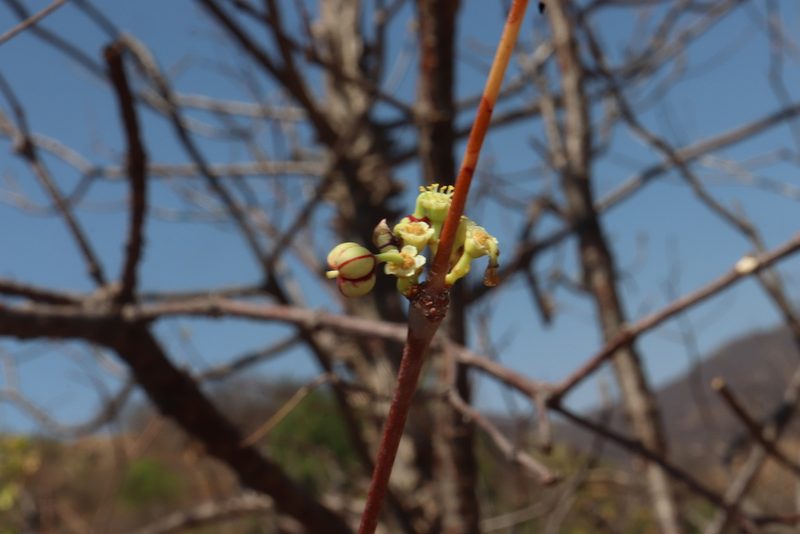 Euphorbia schlechtendalii, photographed by alejandrozab