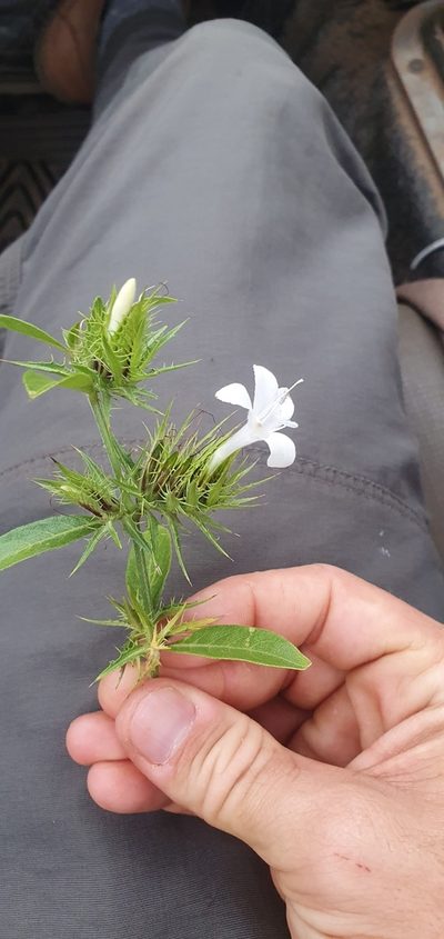 Barleria elegans, photographed by Nic Knott-Craig