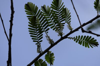 Phyllanthus emblica, photographed by Dinesh Valke