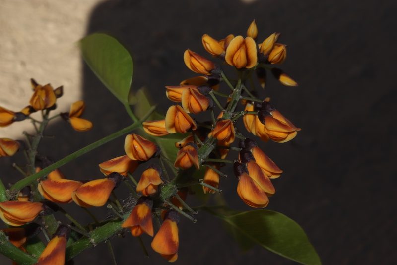 Platymiscium trifoliolatum, photographed by alejandrozab