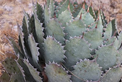 Agave guadalajarana, photographed by alejandrozab