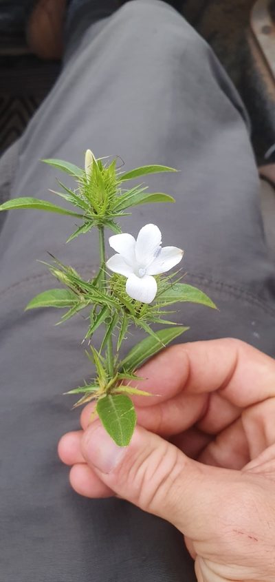 Barleria elegans, photographed by Nic Knott-Craig