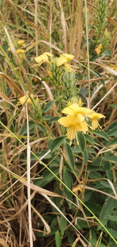 Barleria senensis, photographed by Nic Knott-Craig