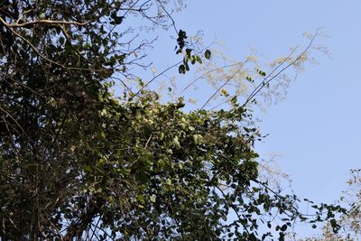 Ziziphus rugosa, photographed by Dinesh Valke