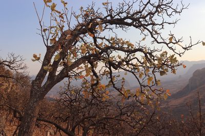 Quercus resinosa, photographed by alejandrozab