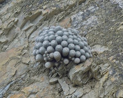 Mammillaria geminispina, photographed by Frank Sengpiel