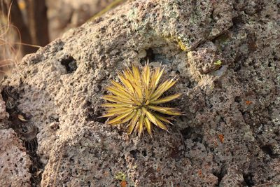Agave schidigera, photographed by alejandrozab