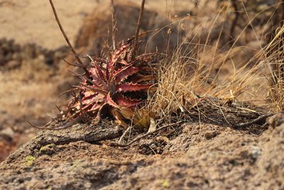 Hechtia jaliscana, photographed by alejandrozab