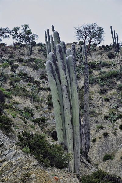 Cephalocereus senilis, photographed by Frank Sengpiel